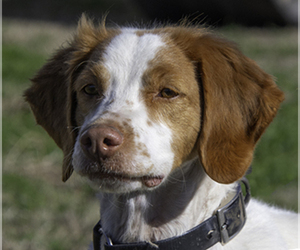 Brittany Puppy for sale in RICHEY, MT, USA