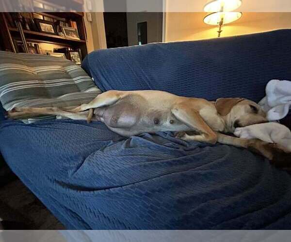 Medium Photo #3 Labrador Retriever-Unknown Mix Puppy For Sale in New York, NY, USA