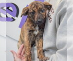 Small #2 Catahoula Leopard Dog-Labrador Retriever Mix