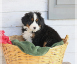 Small Photo #3 Bernese Mountain Dog Puppy For Sale in ELIZABETHTOWN, PA, USA