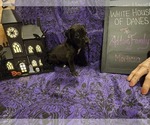 Puppy Morticia Great Dane