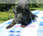 Small #4 German Shepherd Dog