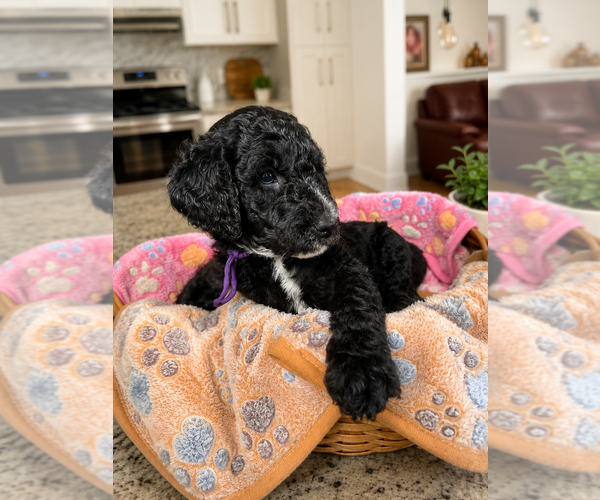 Medium Photo #2 Goldendoodle Puppy For Sale in WINSTON SALEM, NC, USA