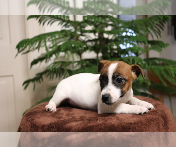 Medium Photo #4 Jack Russell Terrier Puppy For Sale in SHILOH, OH, USA
