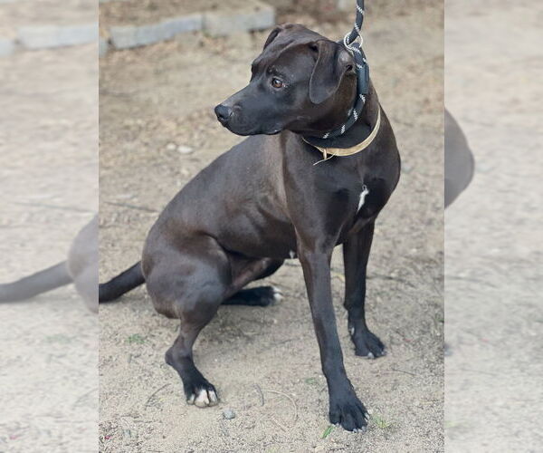 Medium Photo #3 Labrador Retriever-Unknown Mix Puppy For Sale in Dana Point, CA, USA