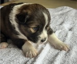 Small #5 Australian Shepherd-Miniature Australian Shepherd Mix
