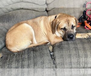 Mastiff Dogs for adoption in McMinnville, OR, USA