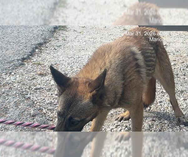 Medium Photo #1 Mutt Puppy For Sale in Ocala, FL, USA