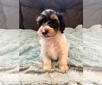 Small Photo #6 YorkiePoo Puppy For Sale in CASTROVILLE, TX, USA