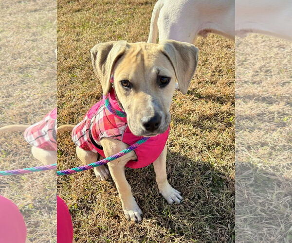 Medium Photo #1 Mutt Puppy For Sale in MECHANICSBURG, PA, USA