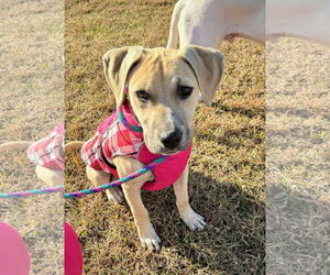 Mutt Dogs for adoption in MECHANICSBURG, PA, USA