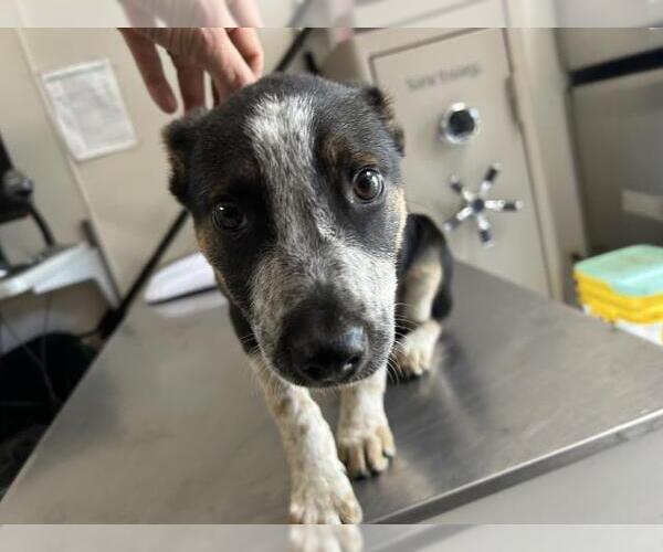 Medium Photo #1 Texas Heeler-Unknown Mix Puppy For Sale in Visalia, CA, USA