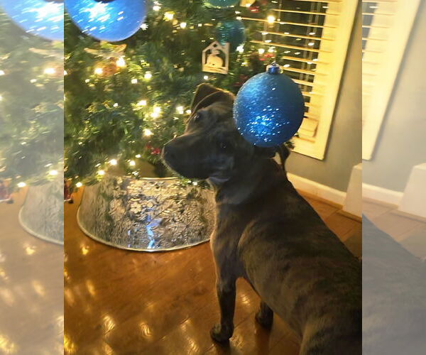 Medium Photo #1 Labrador Retriever-Unknown Mix Puppy For Sale in McDonough, GA, USA