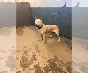 German Shepherd Dog-Unknown Mix Dogs for adoption in Tallahassee, FL, USA