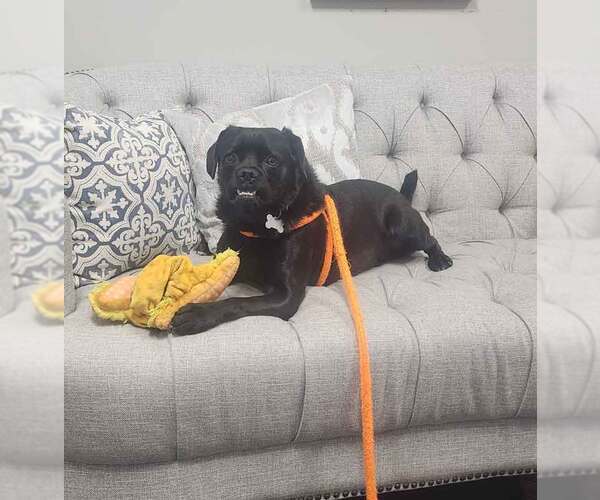 Medium Photo #9 Labrador Retriever-Pug Mix Puppy For Sale in Kennesaw, GA, USA