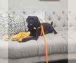 Small #8 Labrador Retriever-Pug Mix