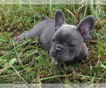 Small #2 French Bulldog