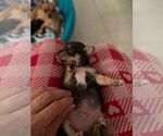Small Photo #3 Chihuahua Puppy For Sale in CAPE CORAL, FL, USA
