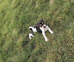 Puppy Oakley Rat Terrier