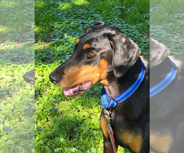 Medium Photo #5 Doberman Pinscher Puppy For Sale in Minneaoplis, MN, USA