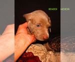 Small Photo #33 Weimaraner Puppy For Sale in LAS ANIMAS, CO, USA