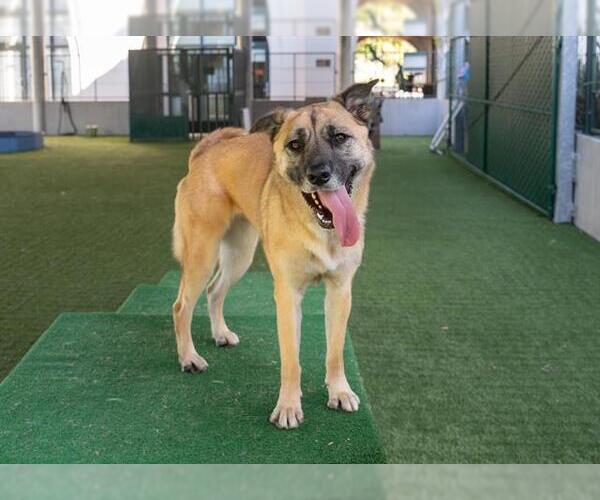 Medium Photo #4 German Shepherd Dog Puppy For Sale in Pasadena, CA, USA