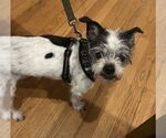 Small #3 Mutt