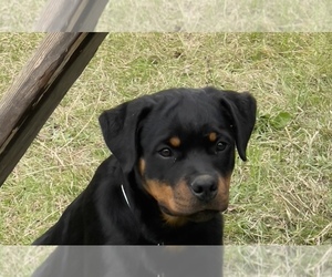 Rottweiler Puppy for sale in RICHLAND, GA, USA