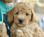 Small Photo #4 Goldendoodle-Poodle (Miniature) Mix Puppy For Sale in SARATOGA SPRINGS, UT, USA