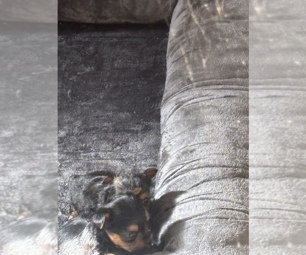 Medium Photo #6 Yorkshire Terrier Puppy For Sale in DENHAM SPRINGS, LA, USA