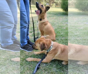 Golden Lab mixes - Female Golden Retriever-Unknown Mix Dog for Adoption - Photo #2