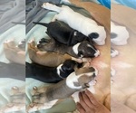Small Photo #2 Bull Terrier Puppy For Sale in KENNEWICK, WA, USA