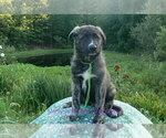 Small #4 German Shepherd Dog