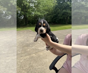 Basset Hound Puppy for sale in DALTON, GA, USA