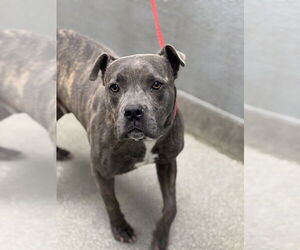 American Pit Bull Terrier-Unknown Mix Dogs for adoption in Las Vegas, NV, USA