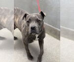 Small American Pit Bull Terrier Mix