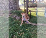 Small #1 Labrador Retriever Mix