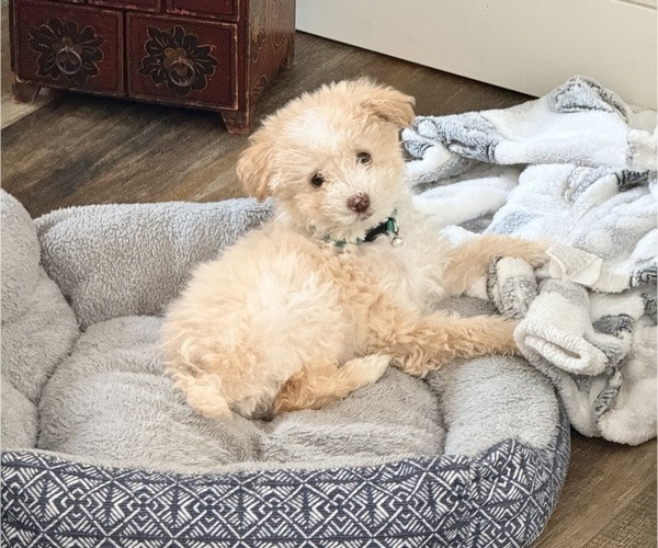 Medium Photo #9 Pom-A-Poo Puppy For Sale in OWINGS, MD, USA