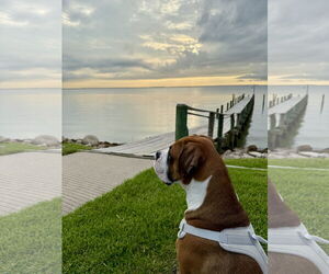 Boxer Dogs for adoption in  Katy, TX, USA