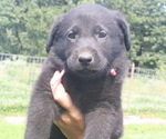 Small Photo #5 Shepradors Puppy For Sale in HARRISON, AR, USA