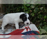 Puppy Posie c Border Collie