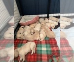 Small Photo #8 Golden Retriever Puppy For Sale in MELISSA, TX, USA