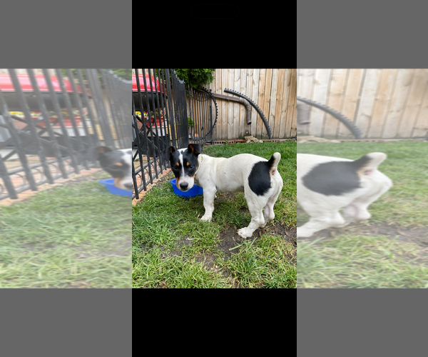 Medium Photo #8 Jack Russell Terrier-Unknown Mix Puppy For Sale in Crete, IL, USA