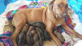 Rhodesian Ridgeback Puppy for sale in FORT MYERS, FL, USA