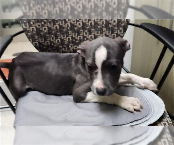 Medium Photo #1 Mutt Puppy For Sale in Plano, TX, USA