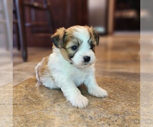 Zuchon Puppy for sale in ABBOTSFORD, WI, USA