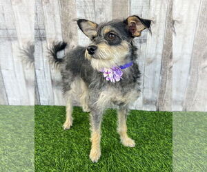 Mutt Dogs for adoption in Corona, CA, USA