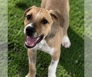 Mutt Dogs for adoption in San Diego, CA, USA