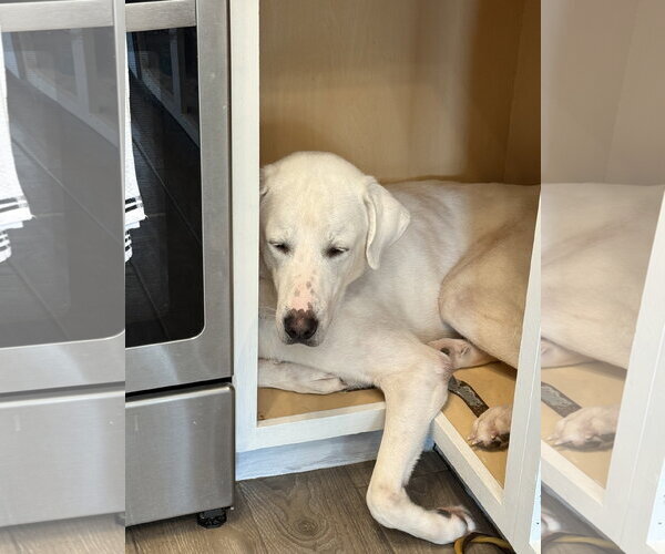 Medium Photo #14 Great Pyrenees-Unknown Mix Puppy For Sale in Houston, TX, USA