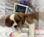 Small #8 Cavalier King Charles Spaniel